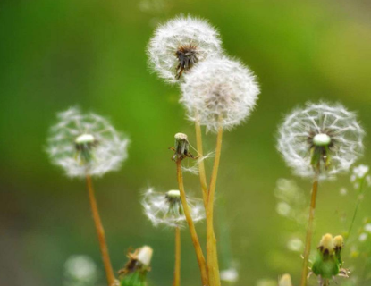 脱发有哪些症状