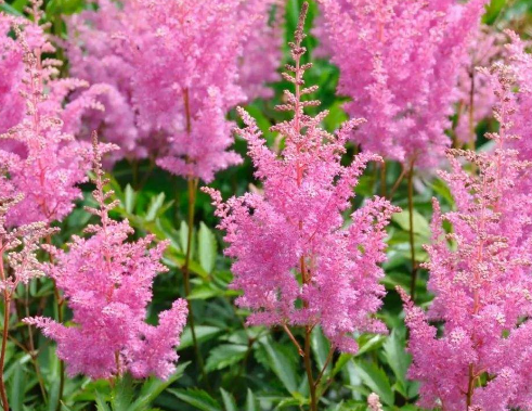 荨麻疹症状不能吃什么