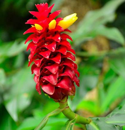 扁平疣有哪些症状表现