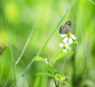 激光去雀斑的费用是多少