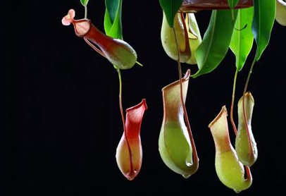 哪些因素可以引起接触性皮炎