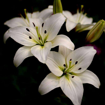 患有青春痘的症状有哪些